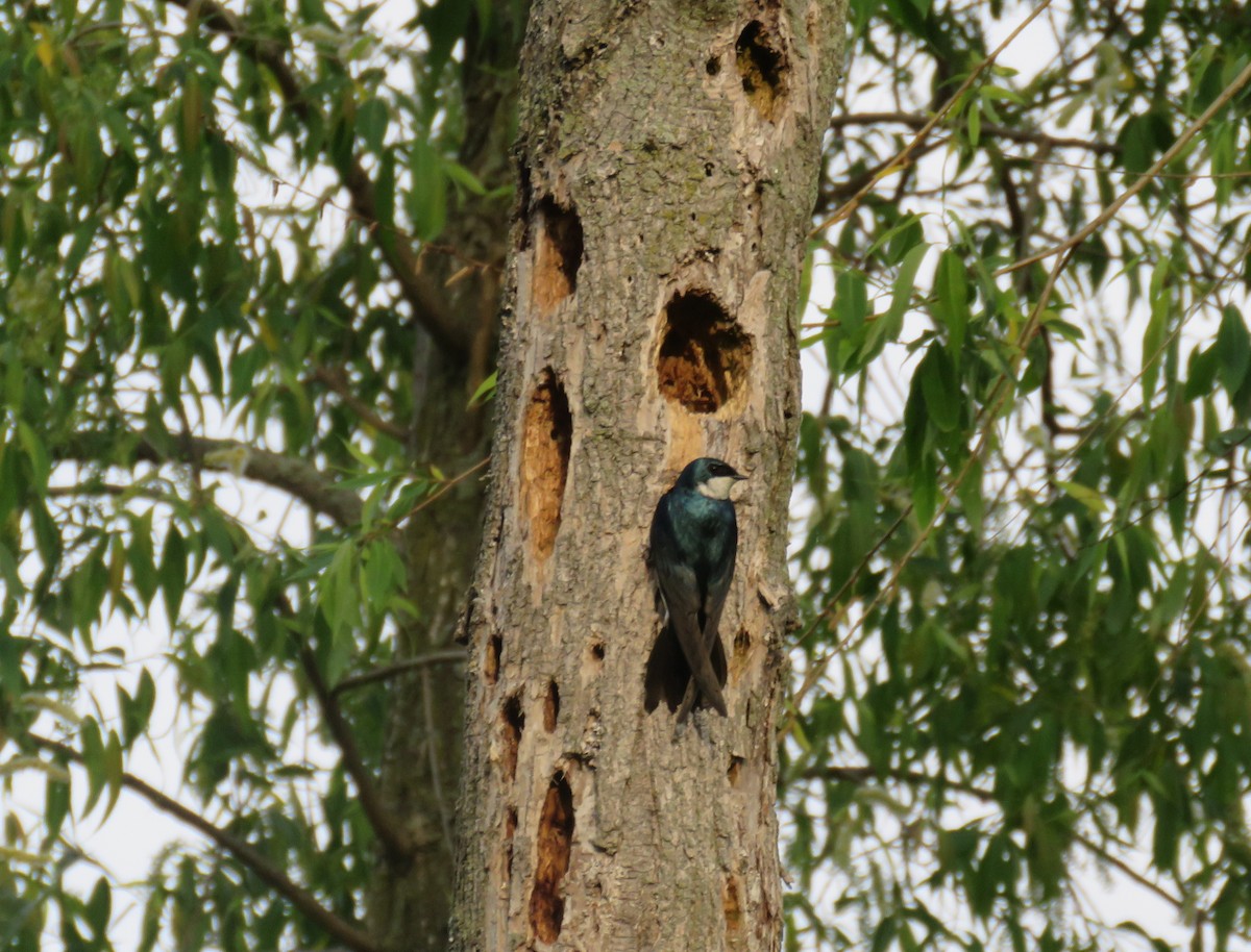 Tree Swallow - ML619562642