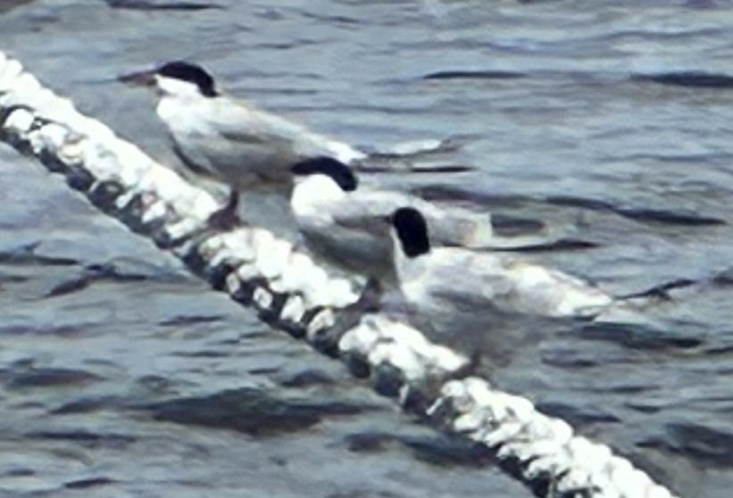 Common Tern - Leonardo Venegas P