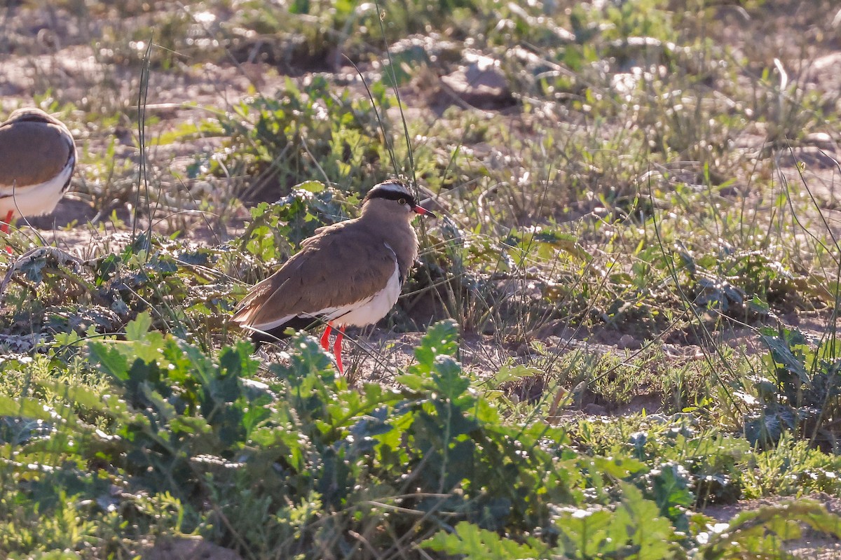 Crowned Lapwing - Tommy Pedersen