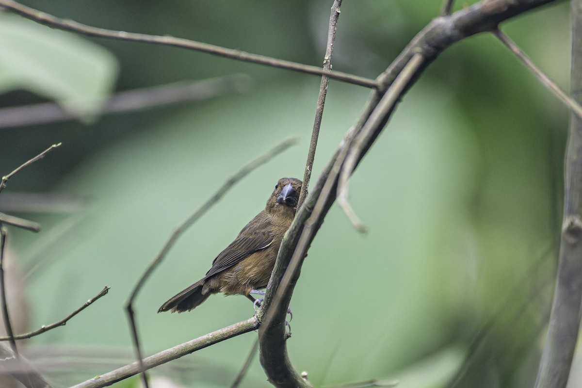 Thick-billed Seed-Finch - George Roussey