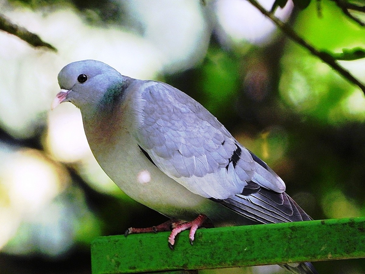 Stock Dove - Dave Hatton