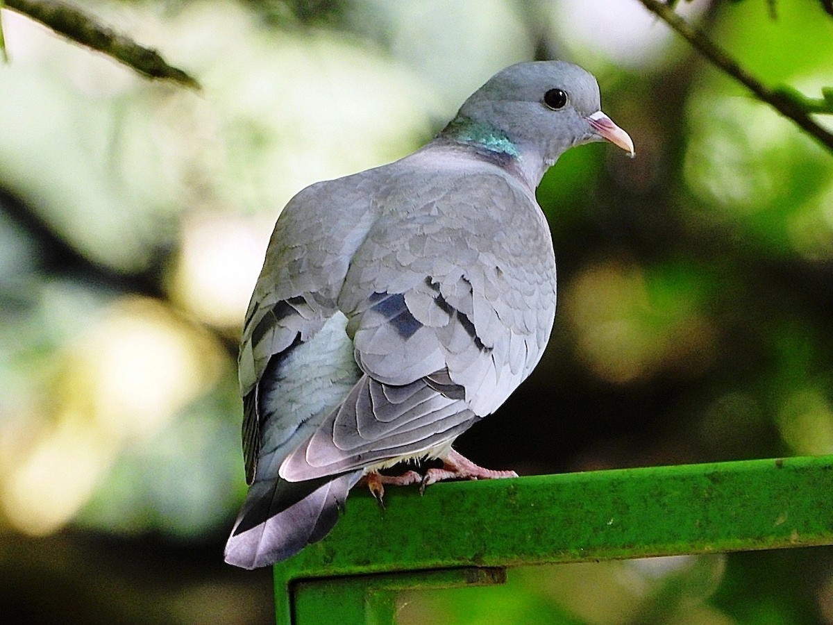 Stock Dove - ML619562662