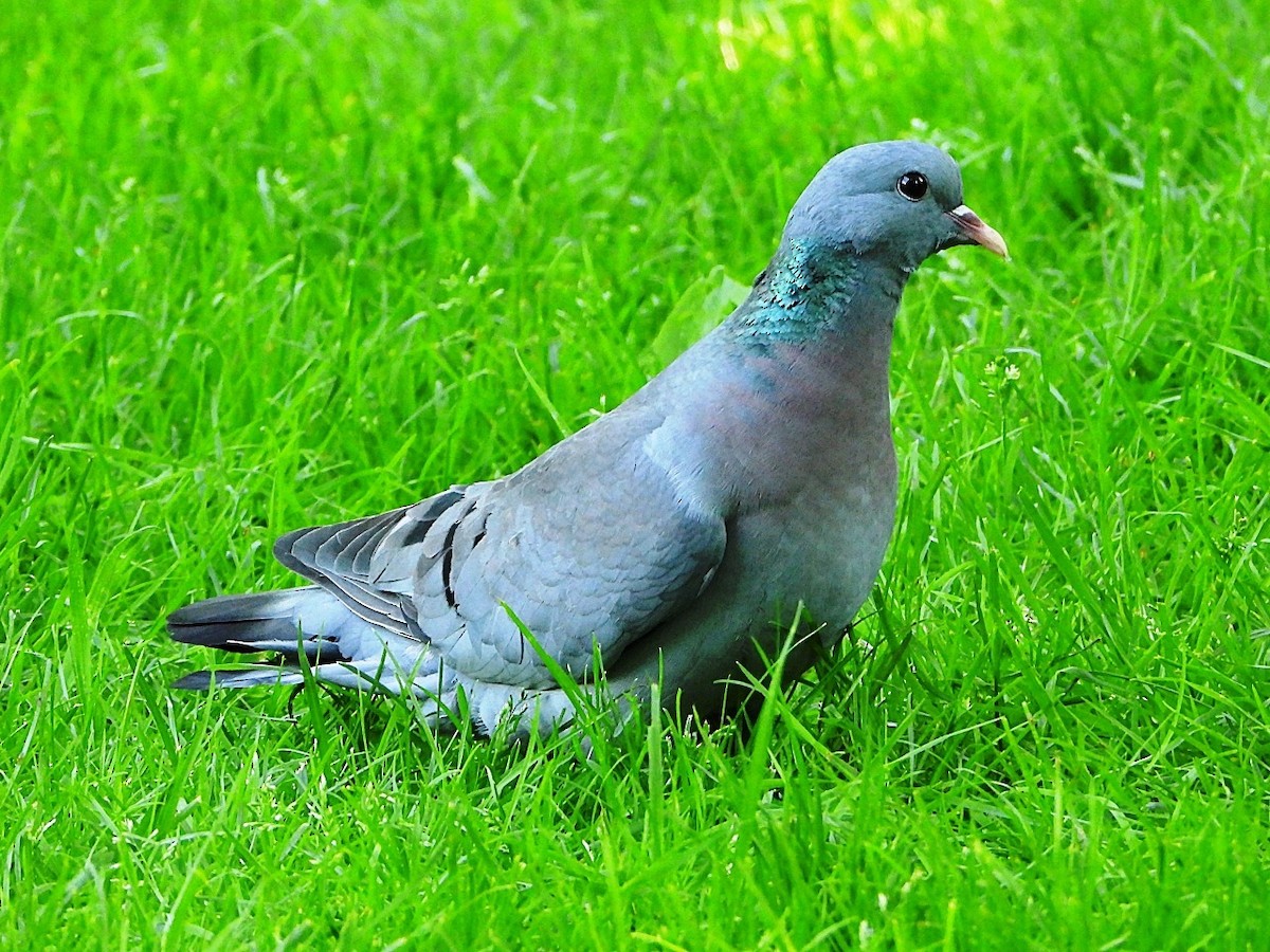 Stock Dove - Dave Hatton