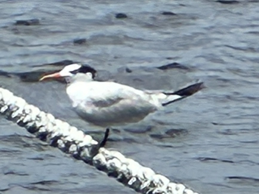 Royal Tern - Leonardo Venegas P