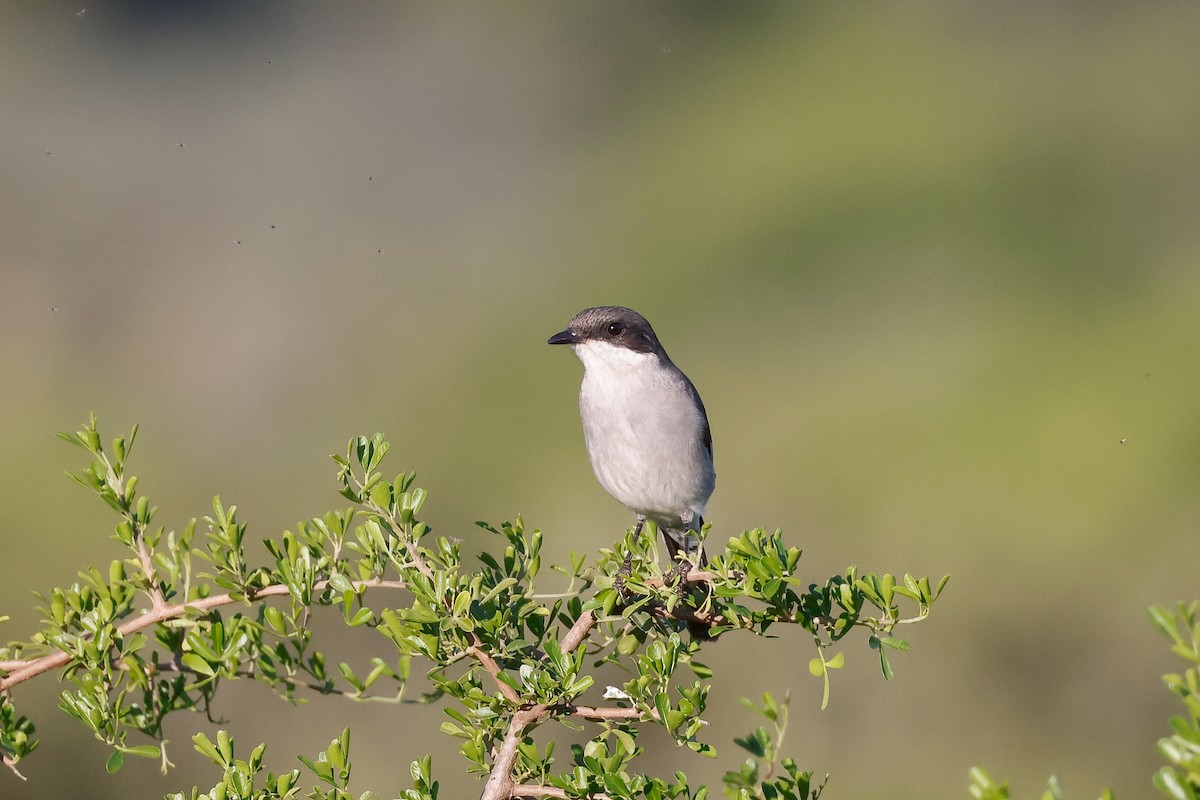 Fiscal Flycatcher - Tommy Pedersen