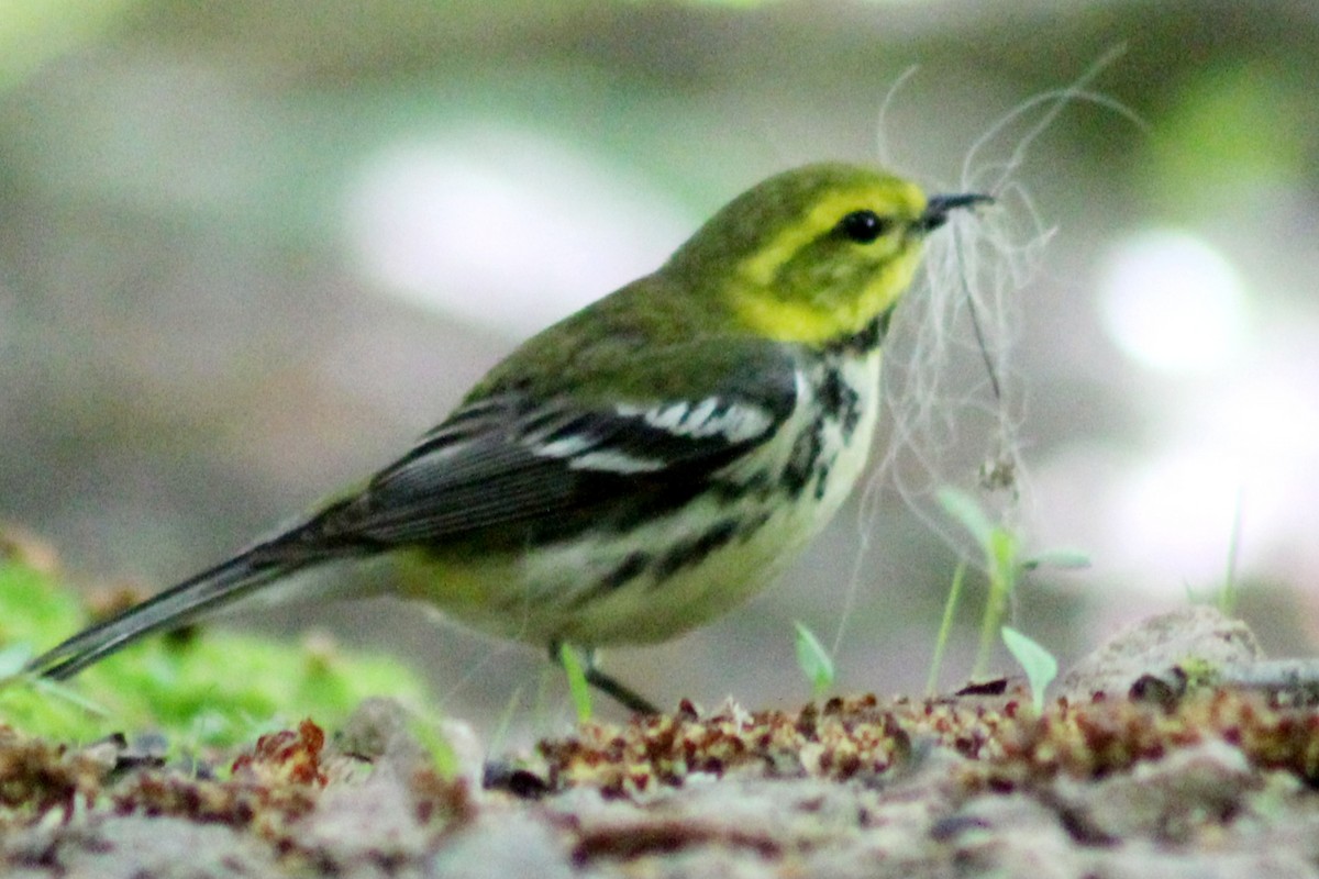 Black-throated Green Warbler - Marie-Anick Filiatrault