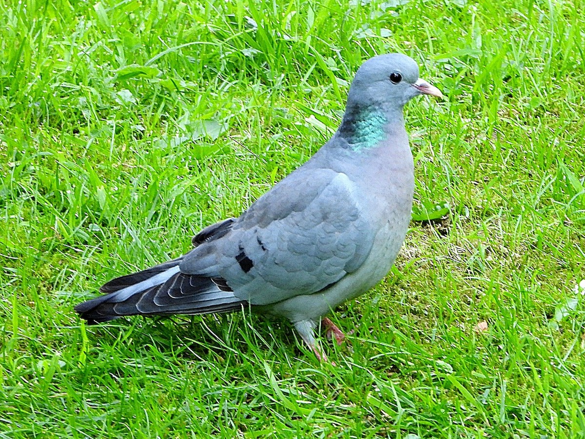 Stock Dove - ML619562672