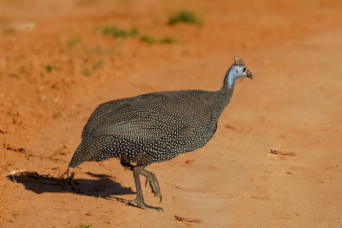 Helmeted Guineafowl (Tufted) - Tommy Pedersen