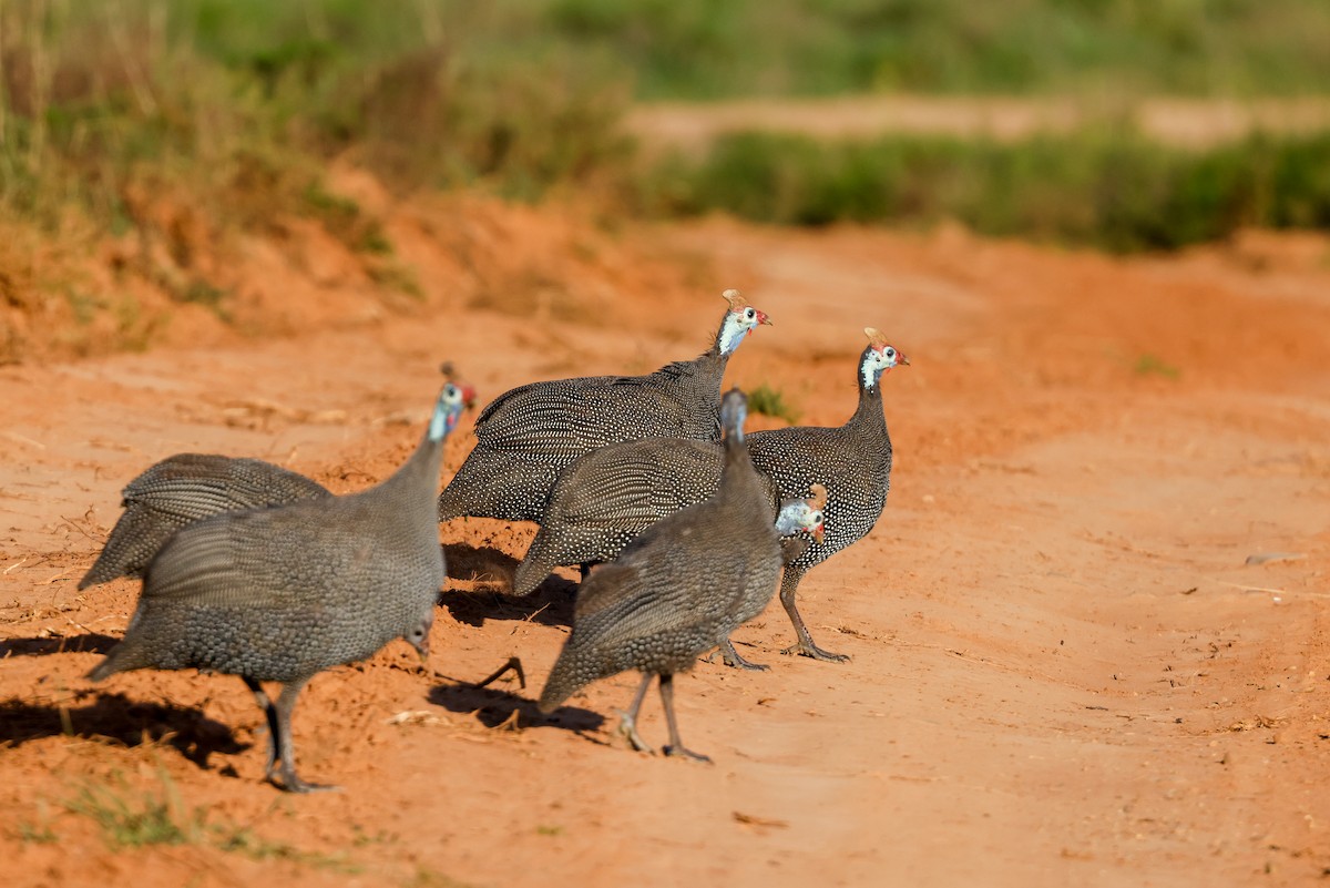 Helmeted Guineafowl (Tufted) - Tommy Pedersen