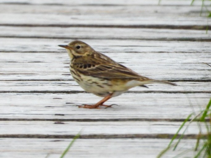 Meadow Pipit - James Allen