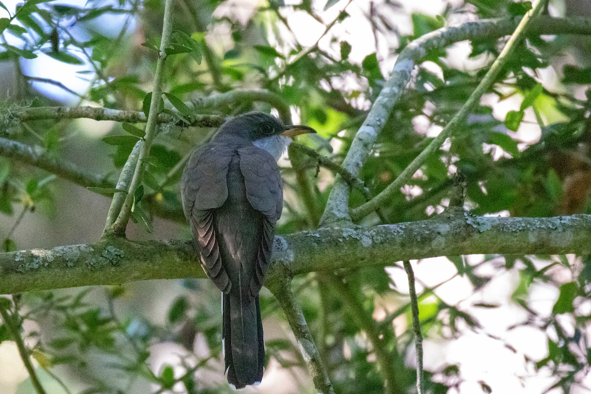 Yellow-billed Cuckoo - ML619562680