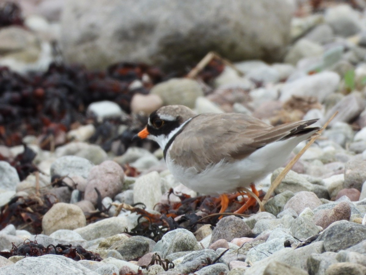 Common Ringed Plover - James Allen