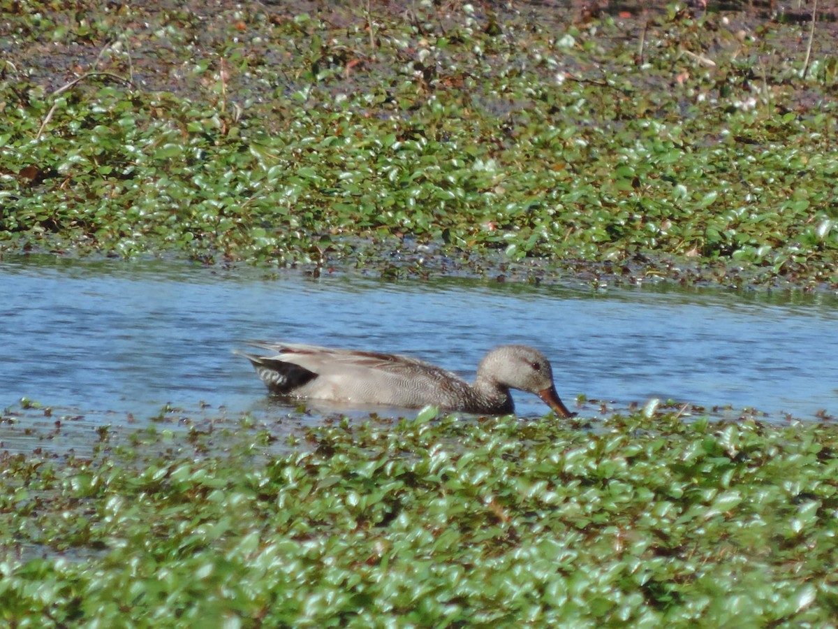 Gadwall - Bruno Kovács Gómez