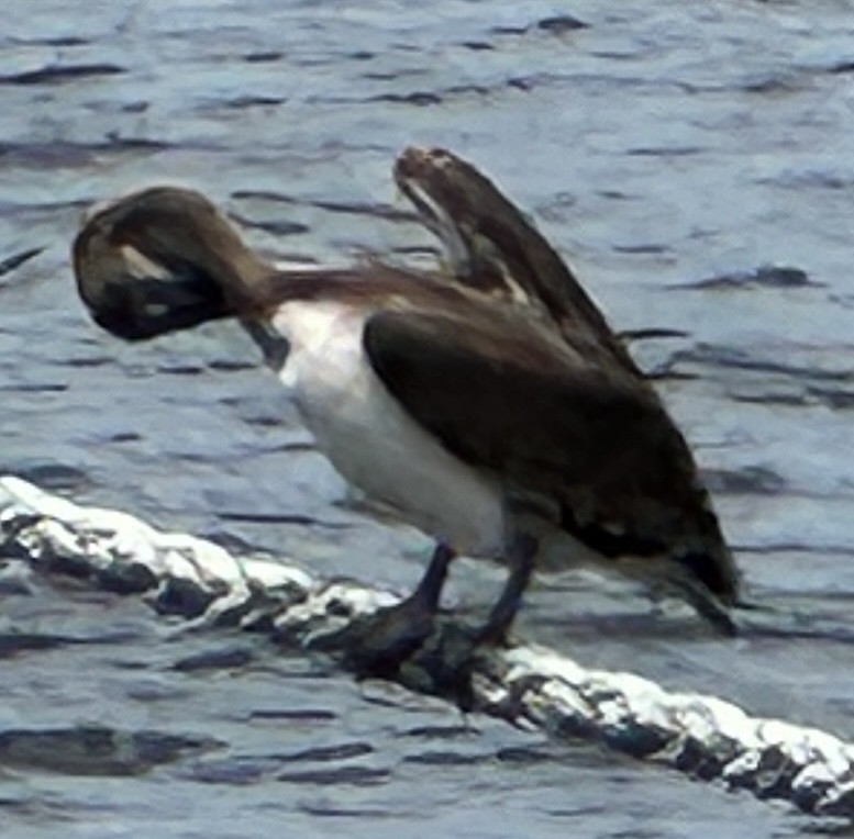 Brown Pelican - Leonardo Venegas P