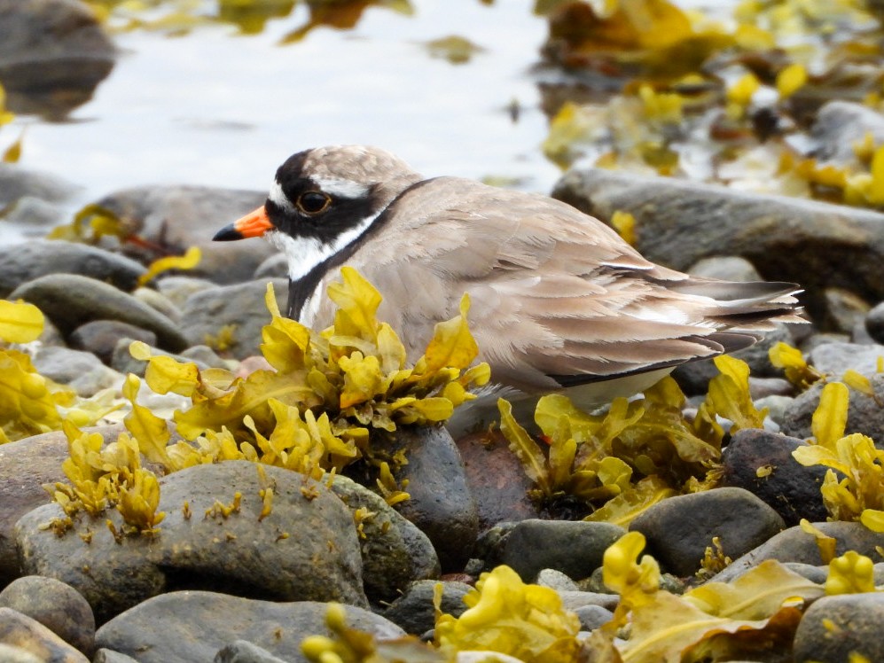 Common Ringed Plover - James Allen