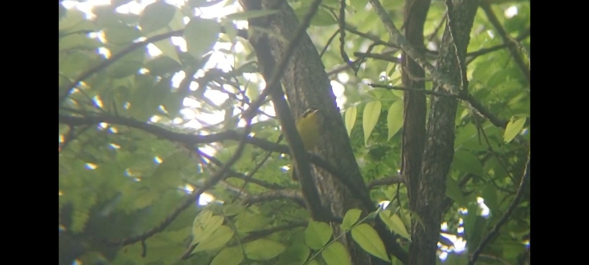 Kentucky Warbler - Emerson Lisboa