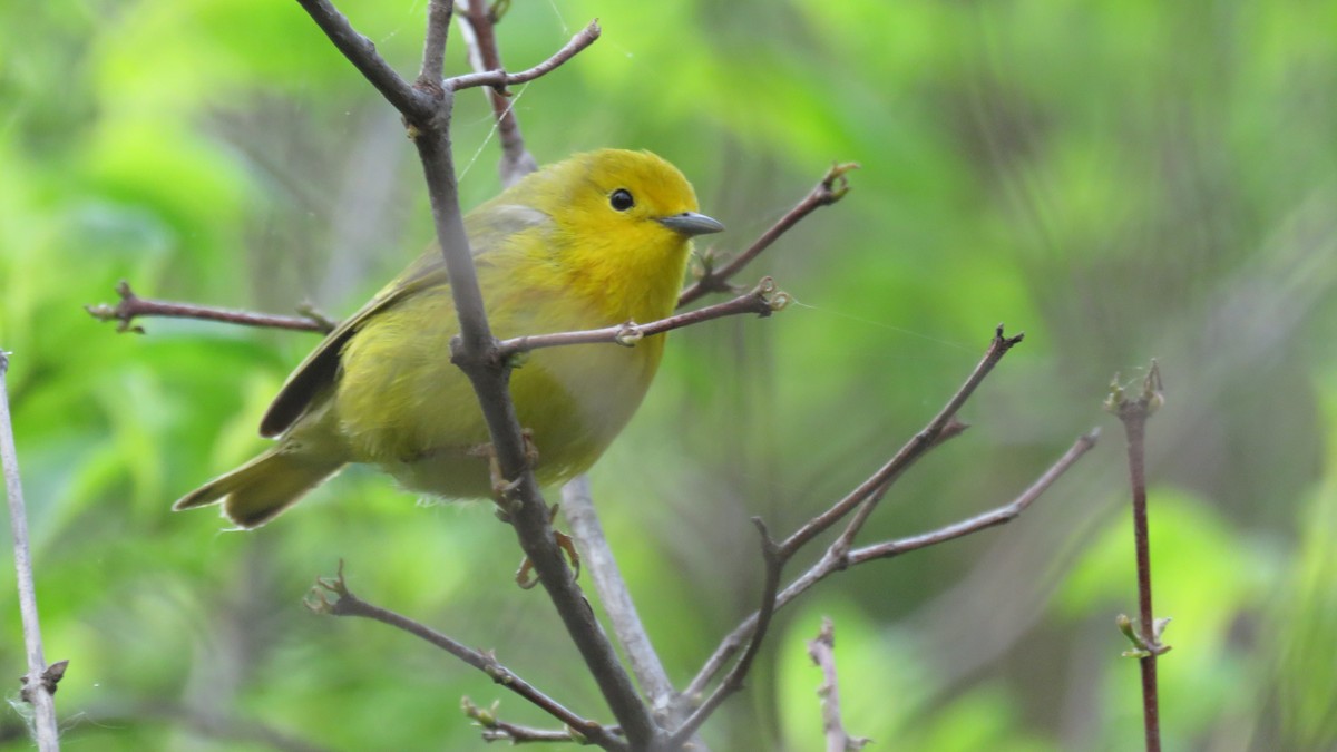 Yellow Warbler - Bruce Cramer