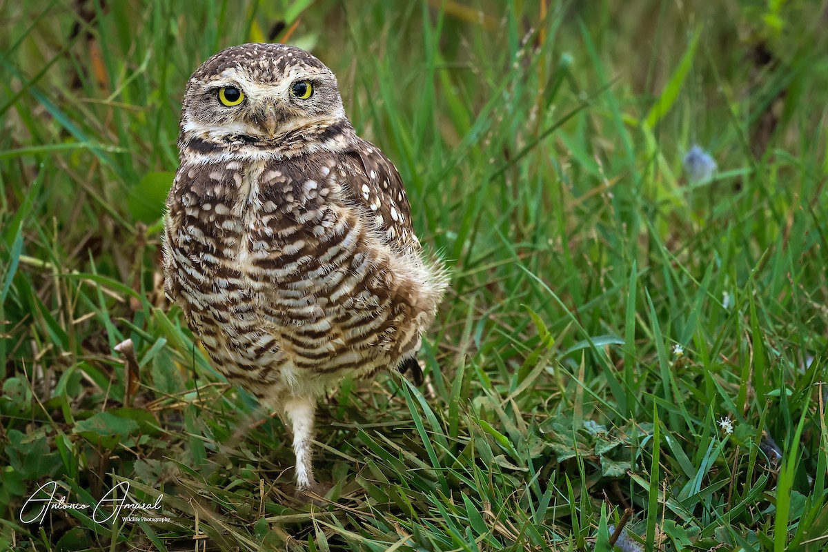 Burrowing Owl - ANTONIO AMARAL