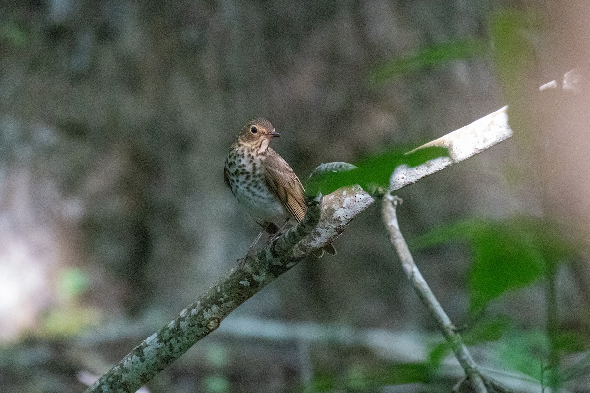 Swainson's Thrush - Mark Wilson