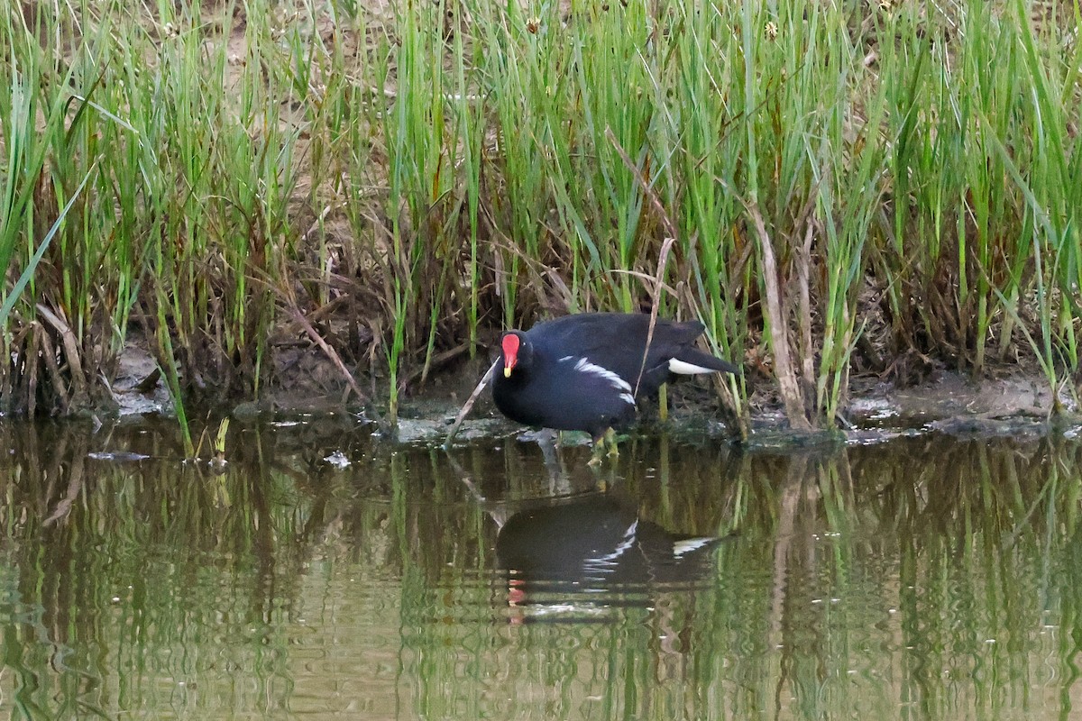 Eurasian Moorhen - Tommy Pedersen