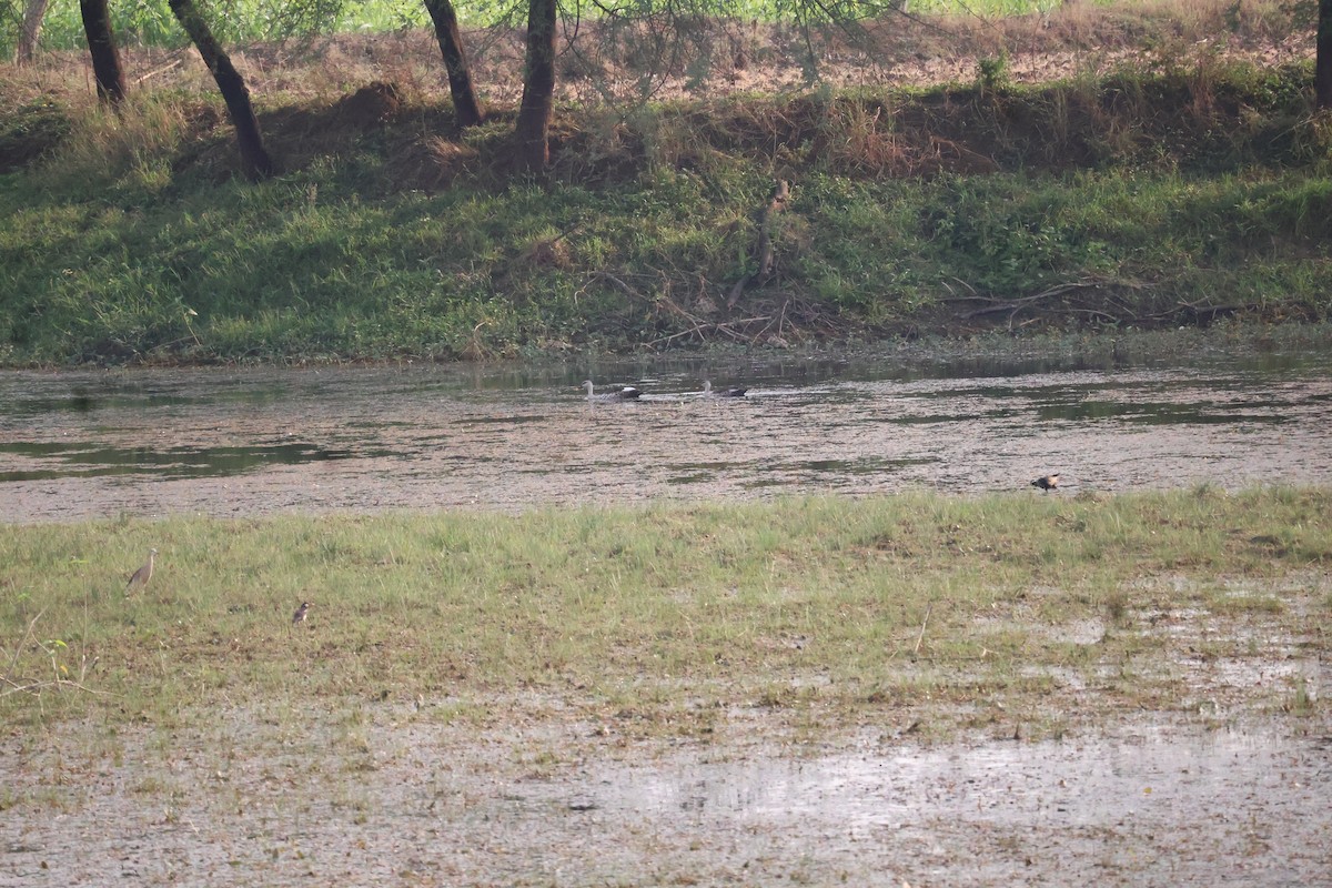 Indian Spot-billed Duck - Leena m falke Dhenge