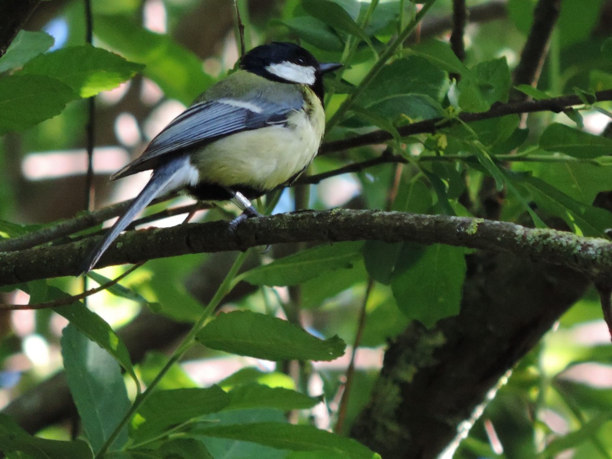 Great Tit - ML619562720