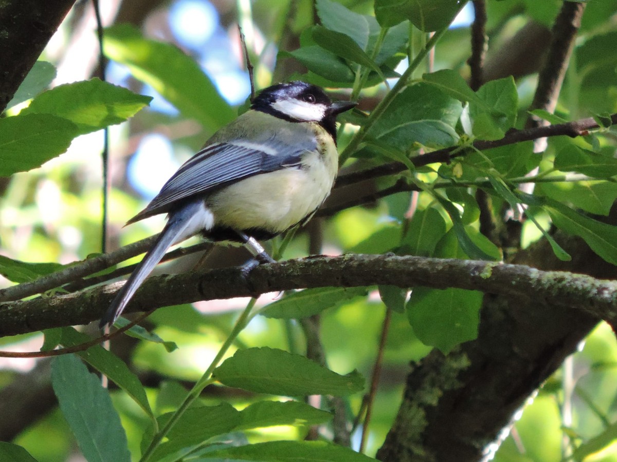 Great Tit - ML619562721