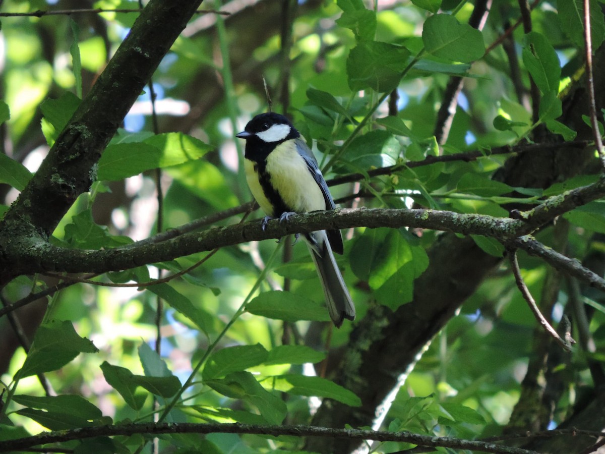 Great Tit - ML619562722