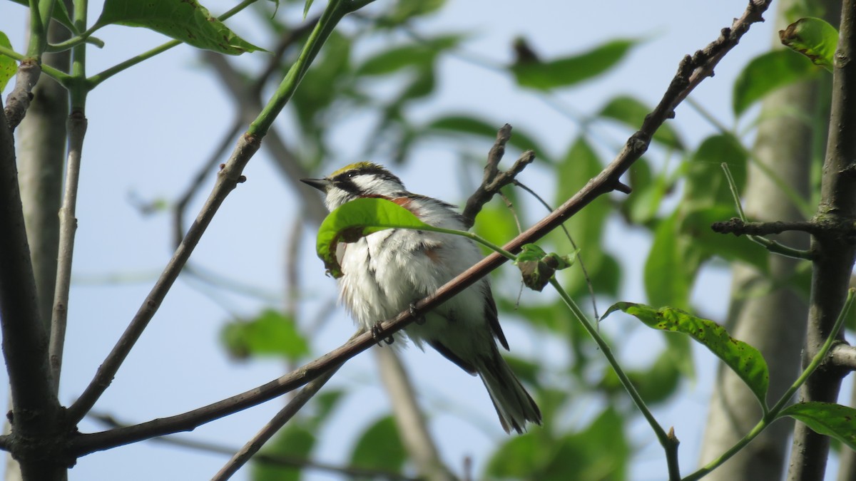 Chestnut-sided Warbler - Bruce Cramer