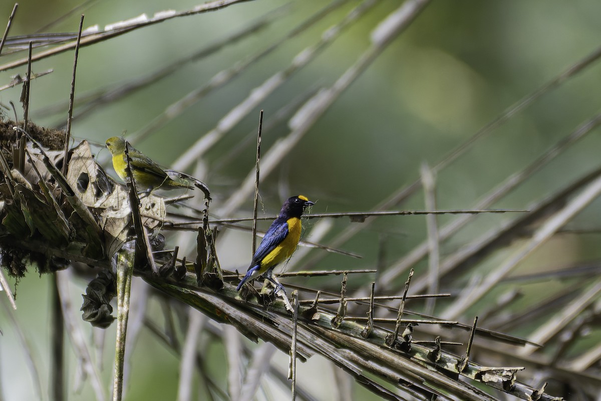 White-vented Euphonia - George Roussey