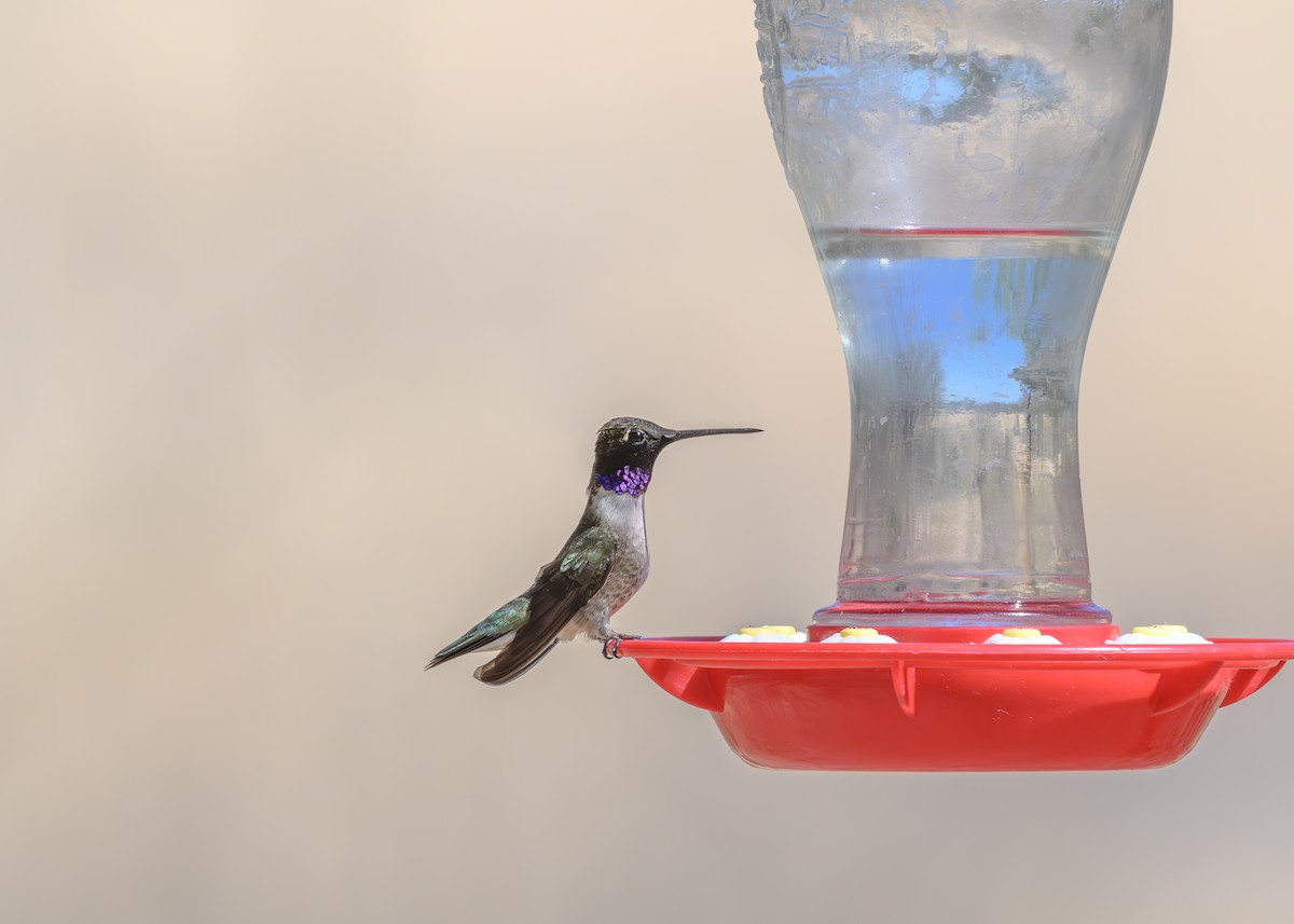 Black-chinned Hummingbird - Joe Ventimiglia