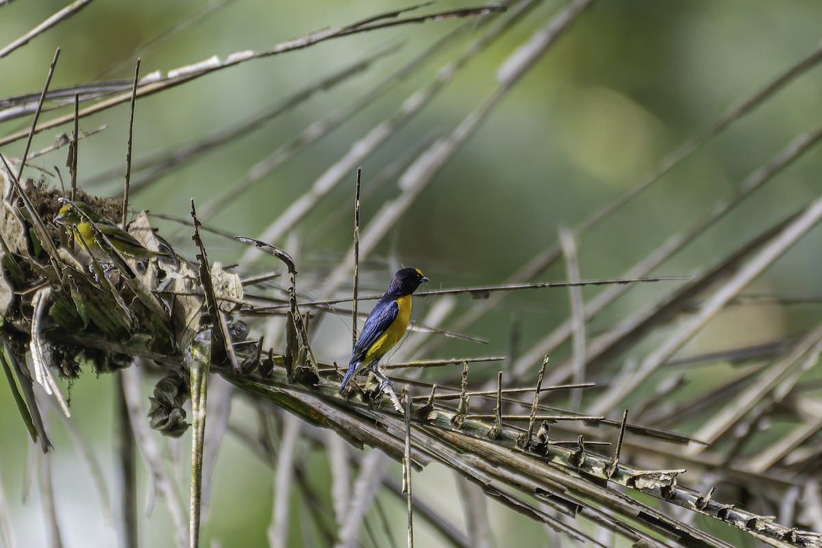 White-vented Euphonia - George Roussey