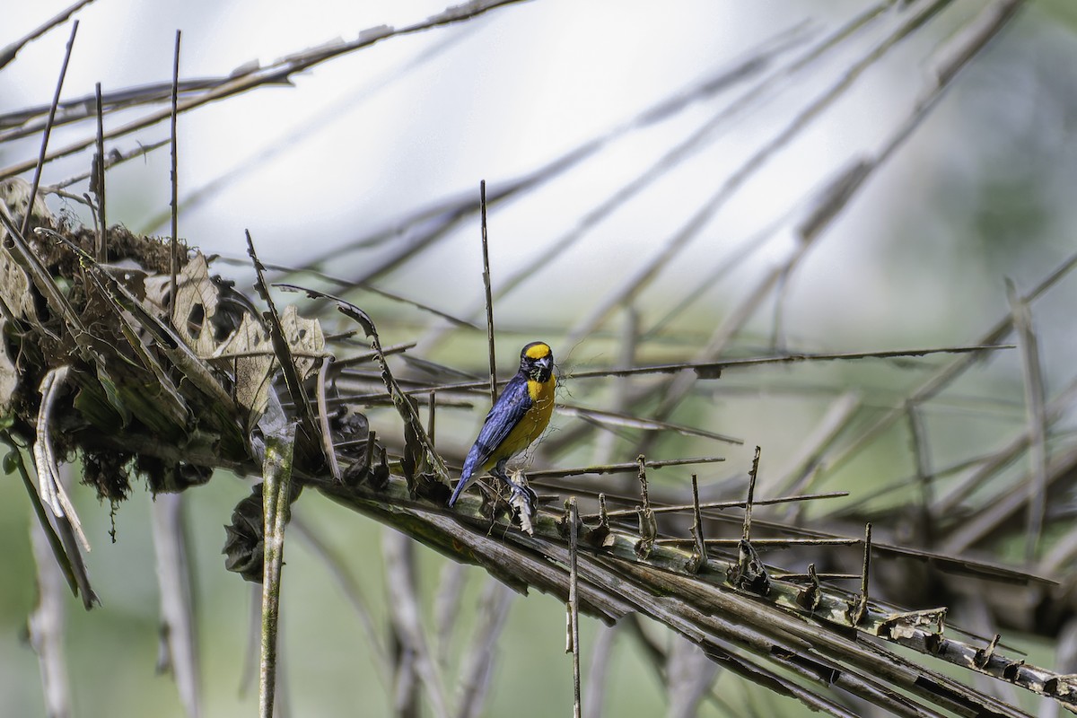 White-vented Euphonia - George Roussey