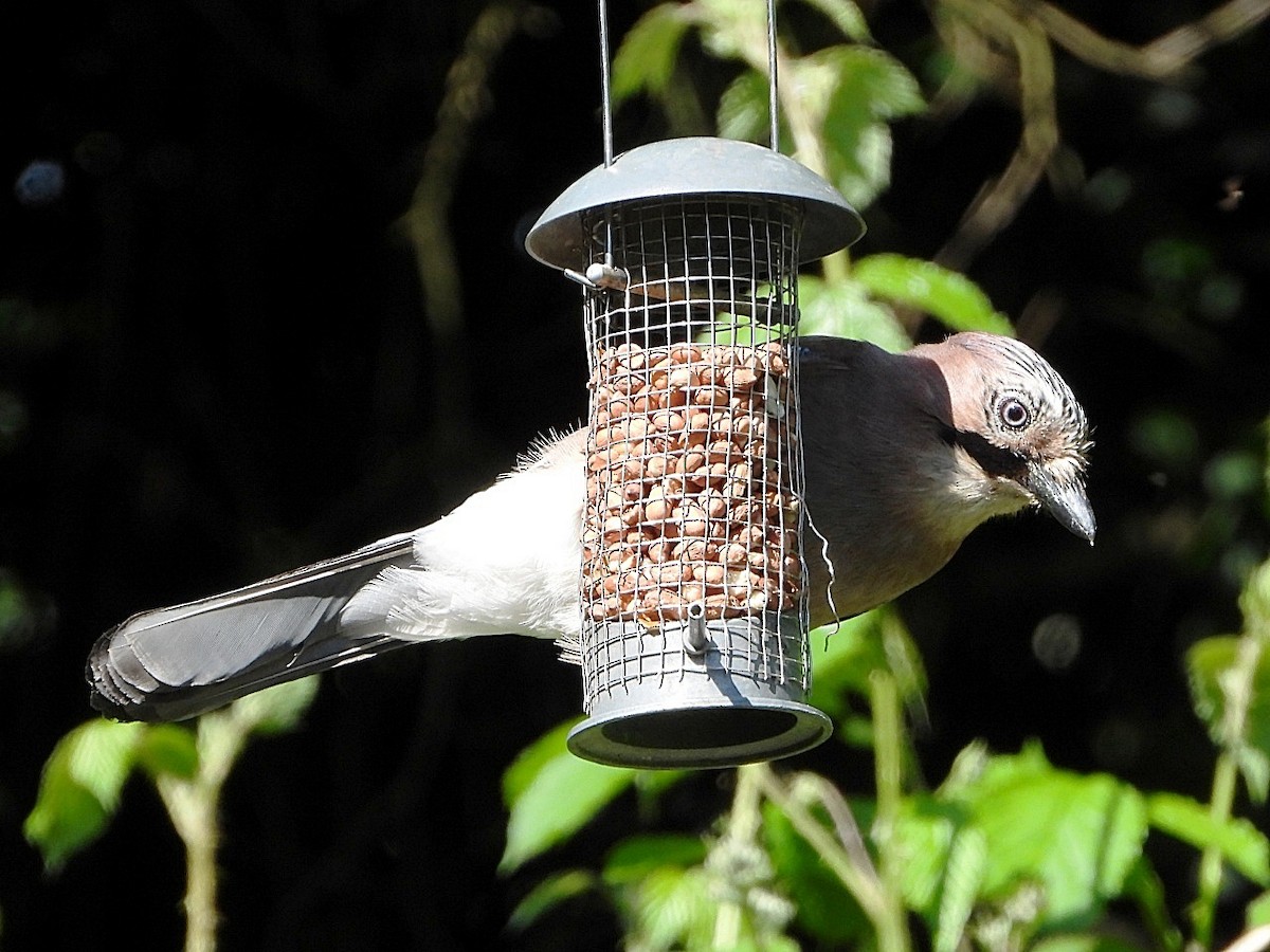 Eurasian Jay - Dave Hatton