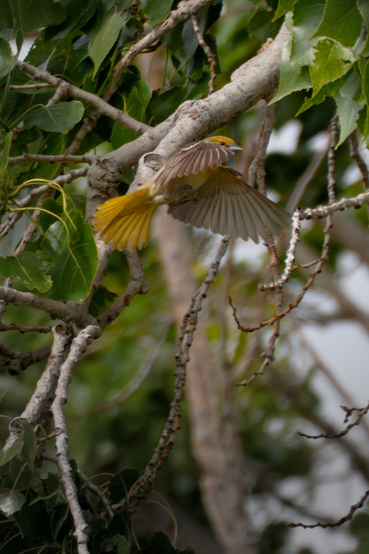 Bullock's Oriole - CJ FLICK