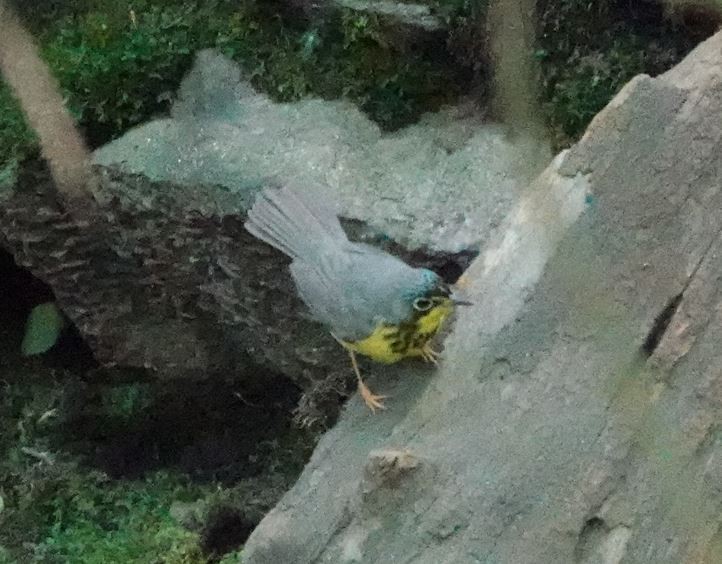 Canada Warbler - Zhongyu Wang