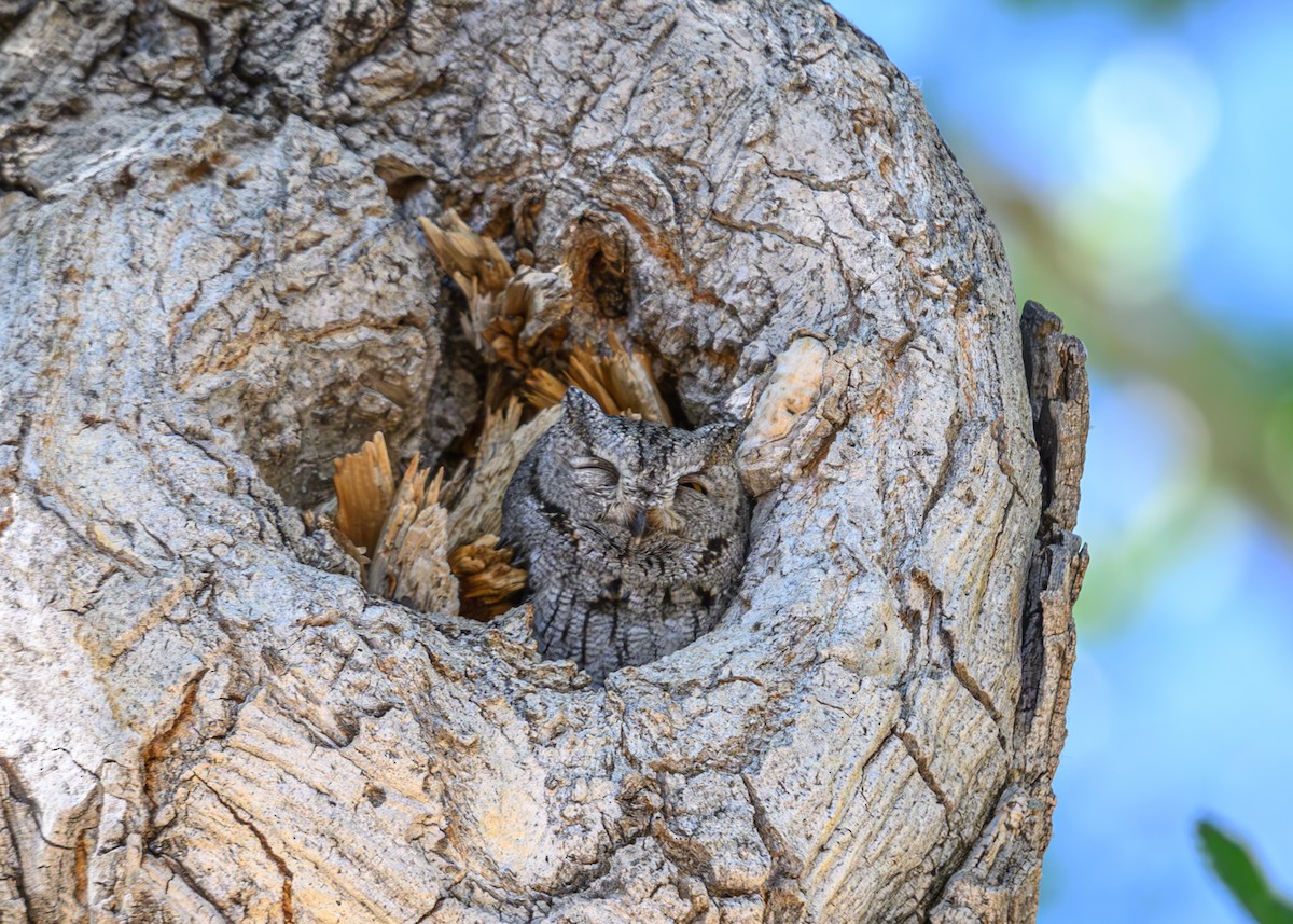 Western Screech-Owl - Joe Ventimiglia