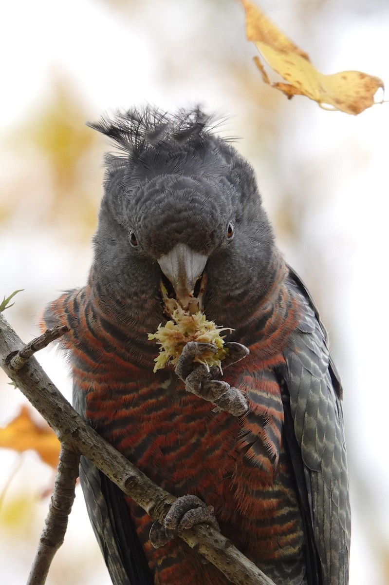 Gang-gang Cockatoo - Eric Finley