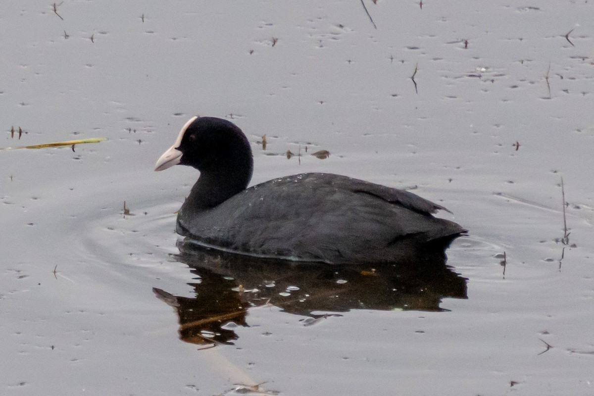 Eurasian Coot - MASATO TAKAHASHI