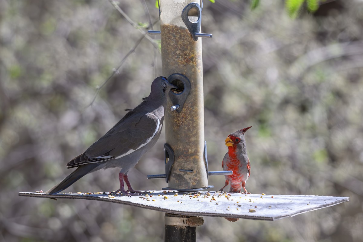 Pyrrhuloxia - Joe Ventimiglia