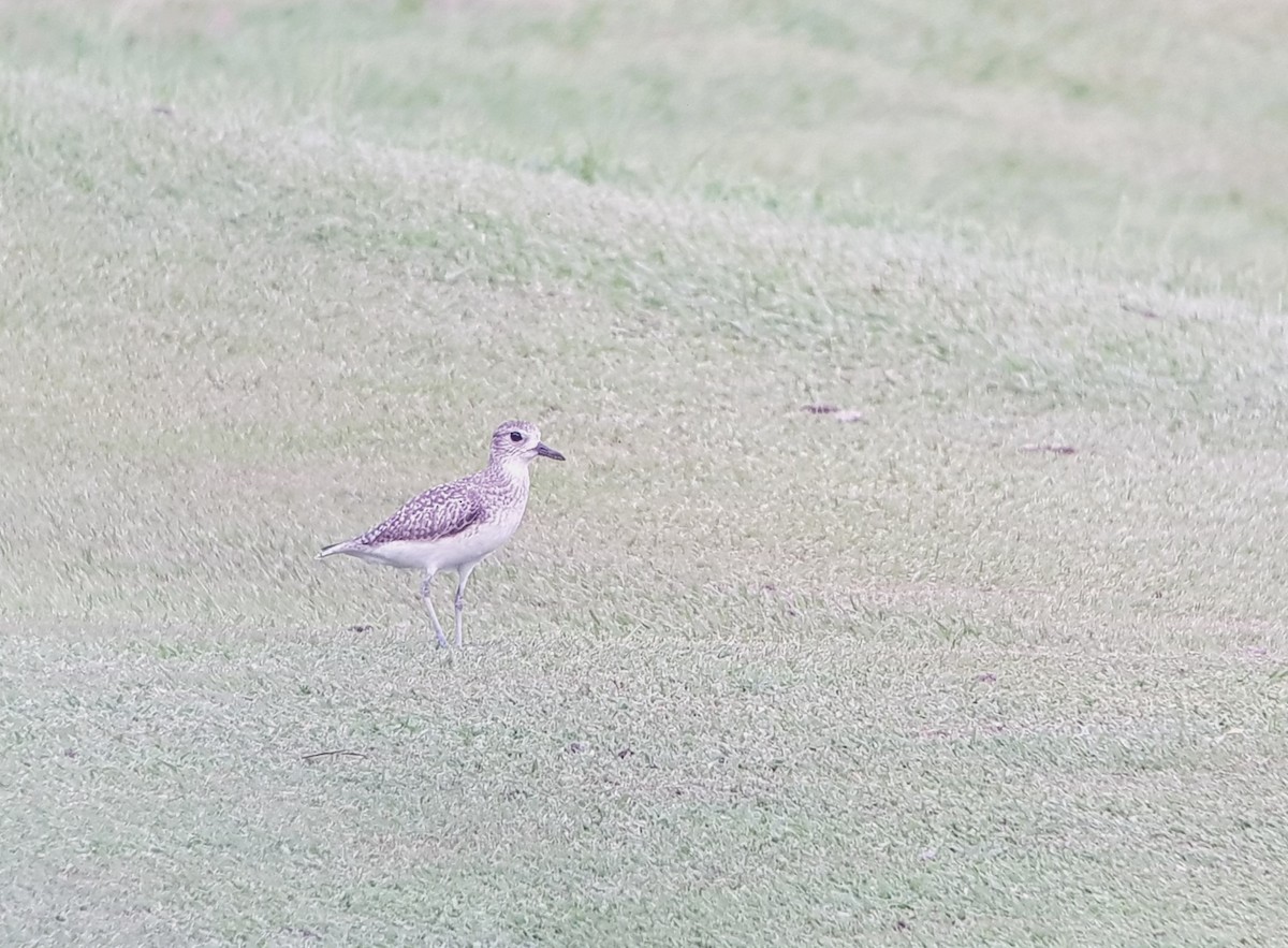 Black-bellied Plover - ML619562773