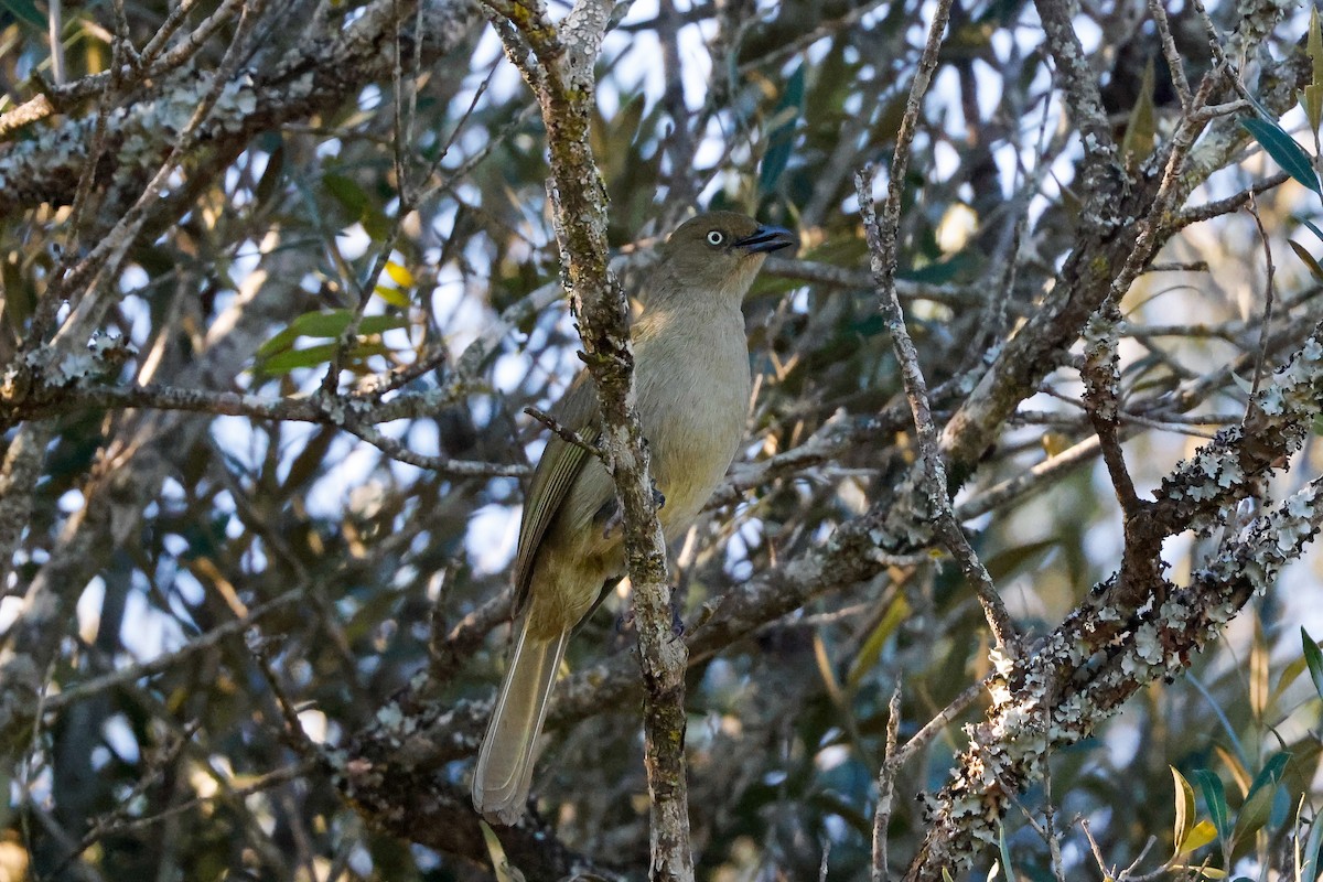 Bulbul de Zanzíbar - ML619562776