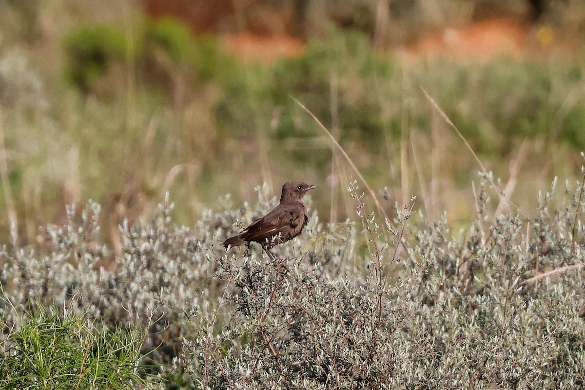 Southern Anteater-Chat - Tommy Pedersen