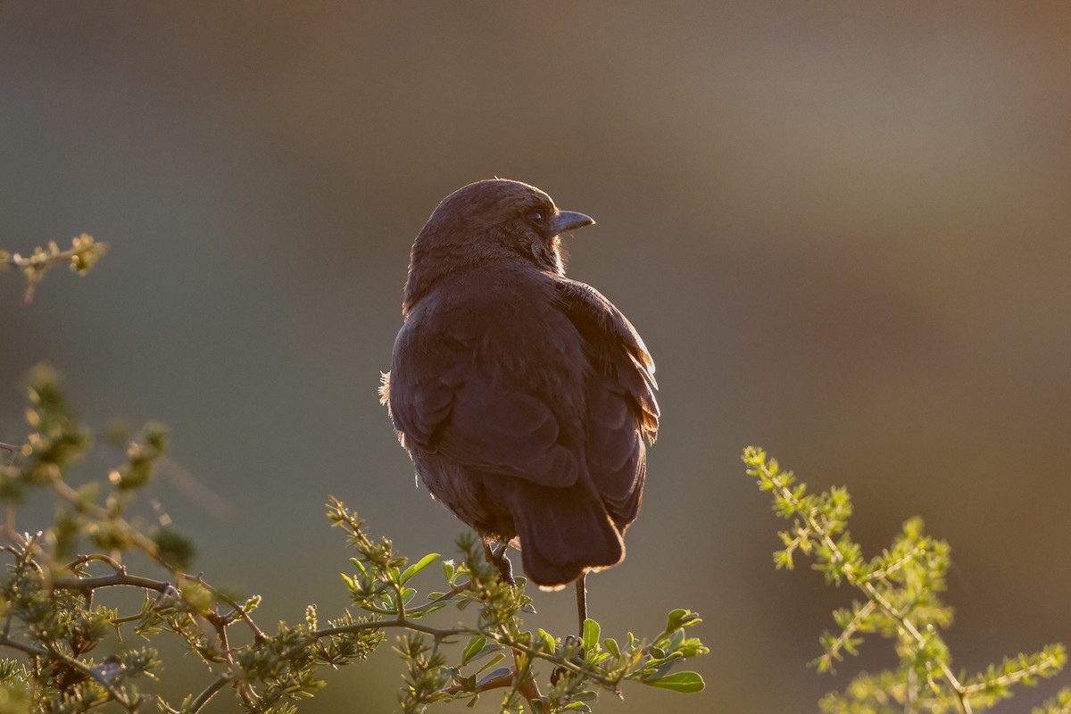 Southern Anteater-Chat - Tommy Pedersen