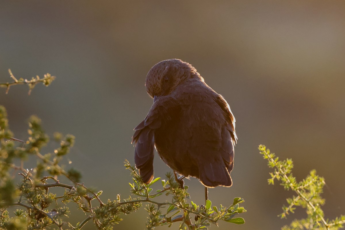 Southern Anteater-Chat - Tommy Pedersen