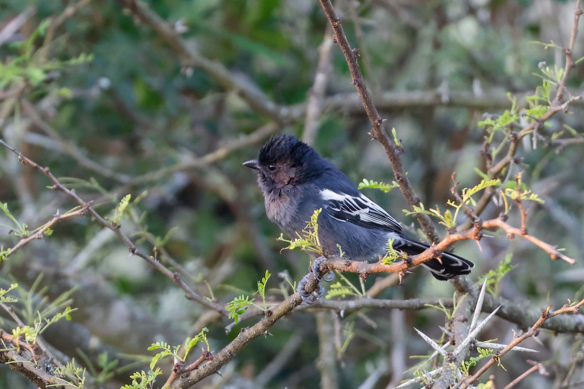 Southern Black-Tit - Tommy Pedersen