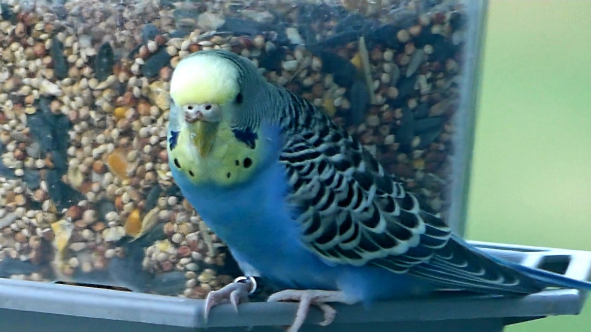 Budgerigar - Robert Langston