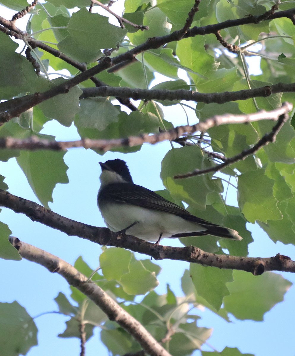 Eastern Kingbird - ML619562789