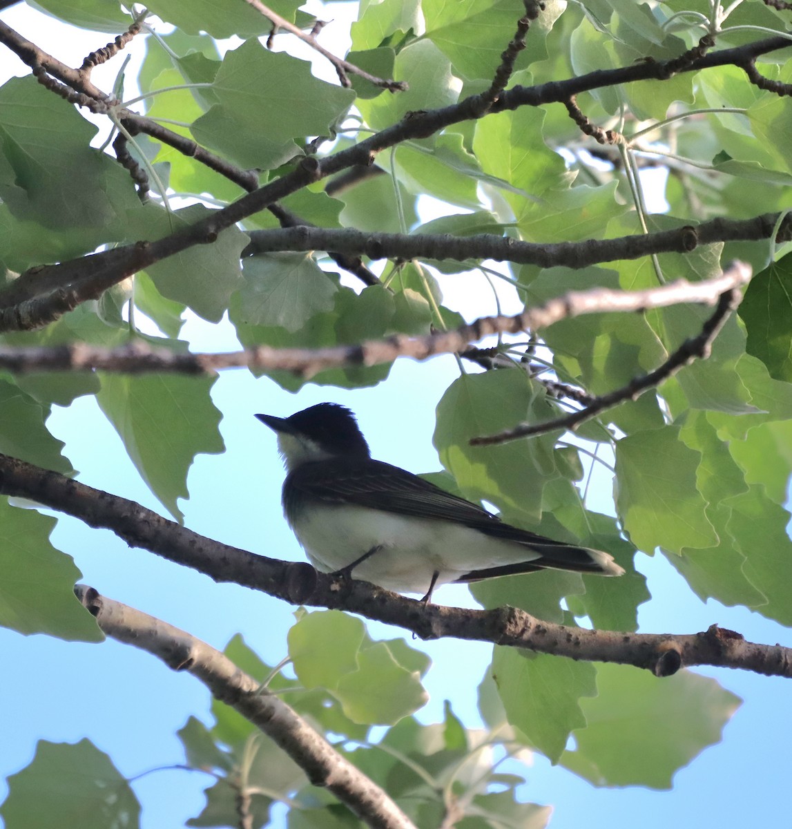 Eastern Kingbird - עוזי שמאי