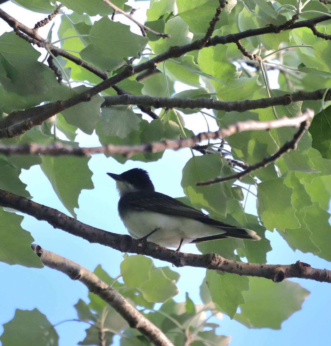 Eastern Kingbird - ML619562790